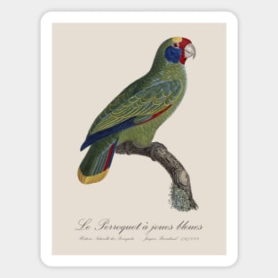 Red-Tailed Amazon Parrot / Le Perroquet a Joues Bleues - 19th century Jacques Barraband Illustration Magnet